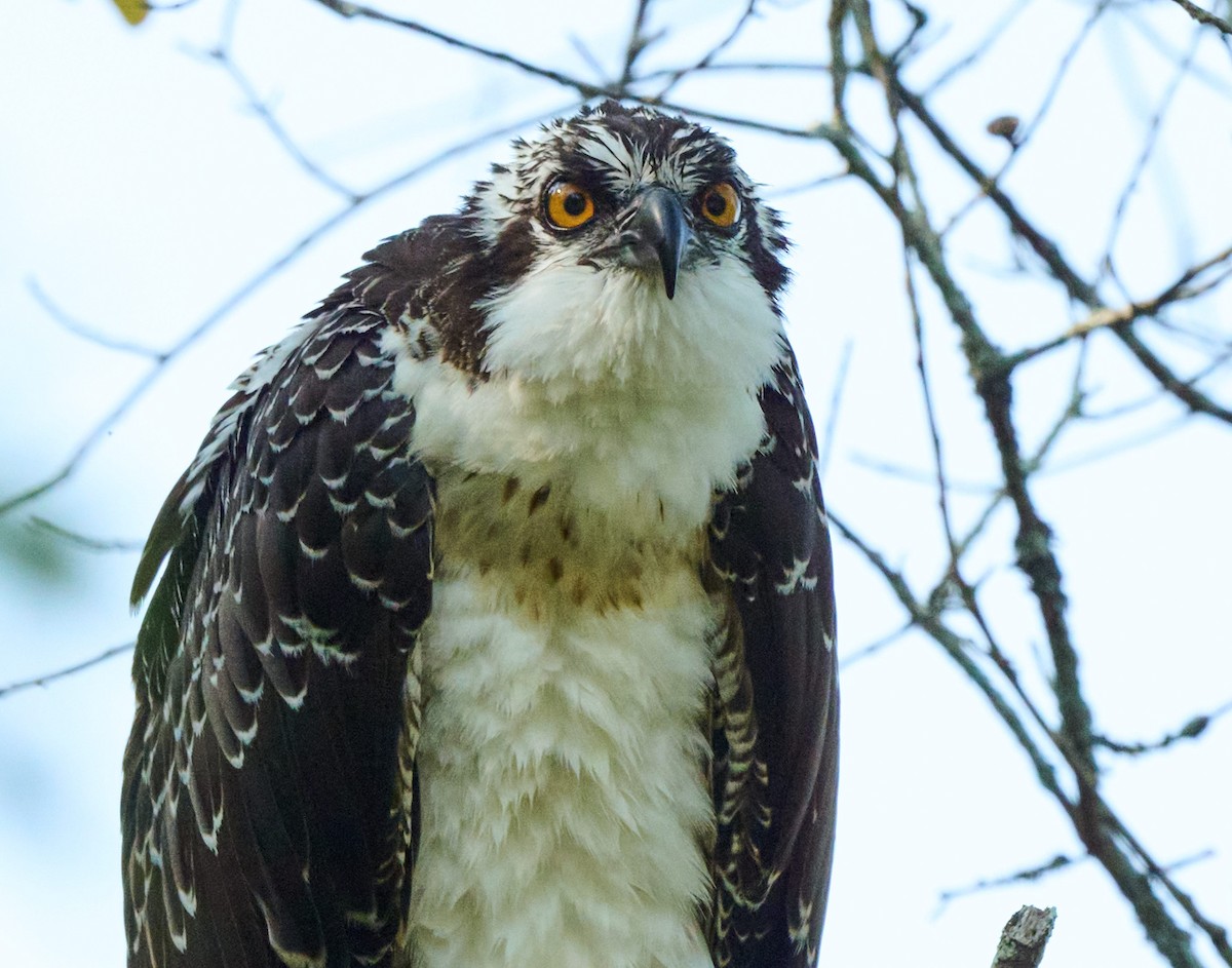 Загасч явлаг - ML638272300