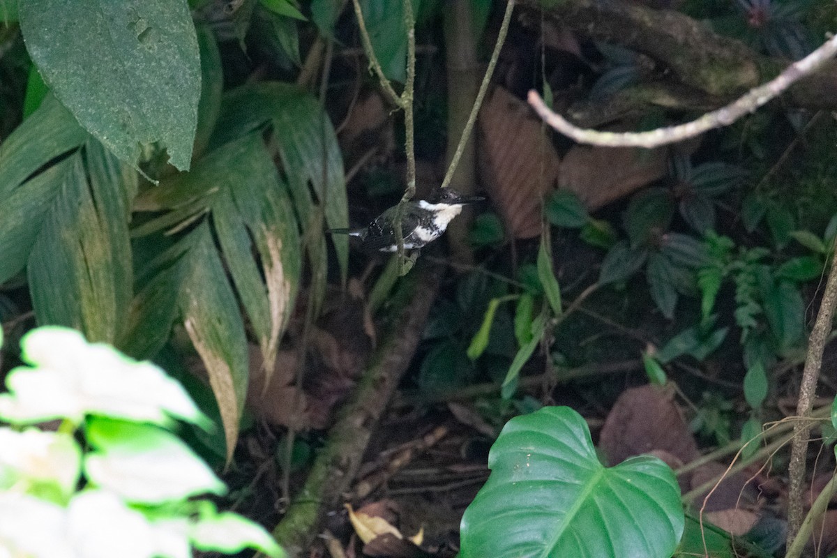 Green Kingfisher - ML638272302
