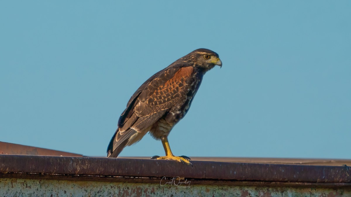 Harris's Hawk - ML638272304