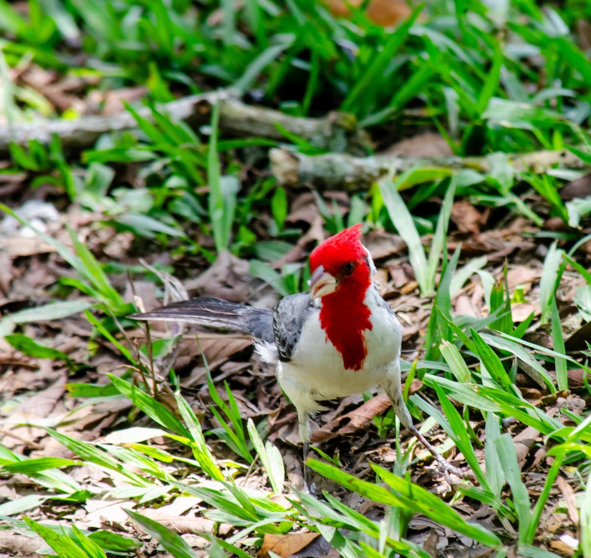 Red-crested Cardinal - ML638272308