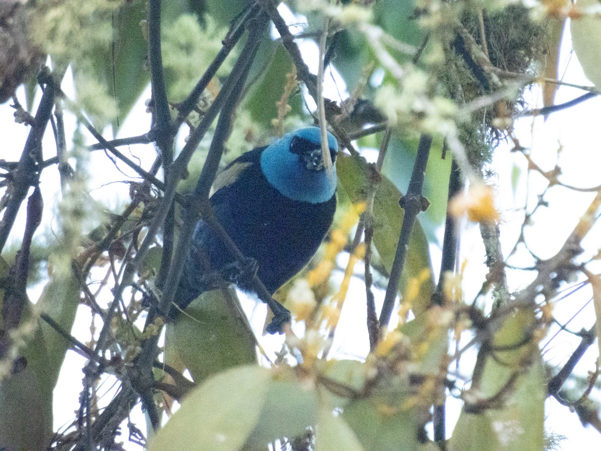 Blue-necked Tanager - ML638272309
