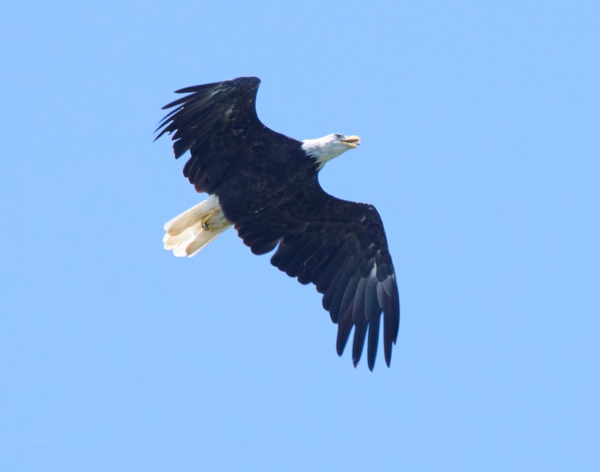 Bald Eagle - ML638272316