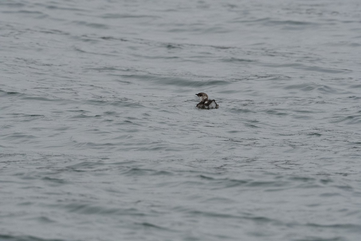 Marbled Murrelet - ML638272317