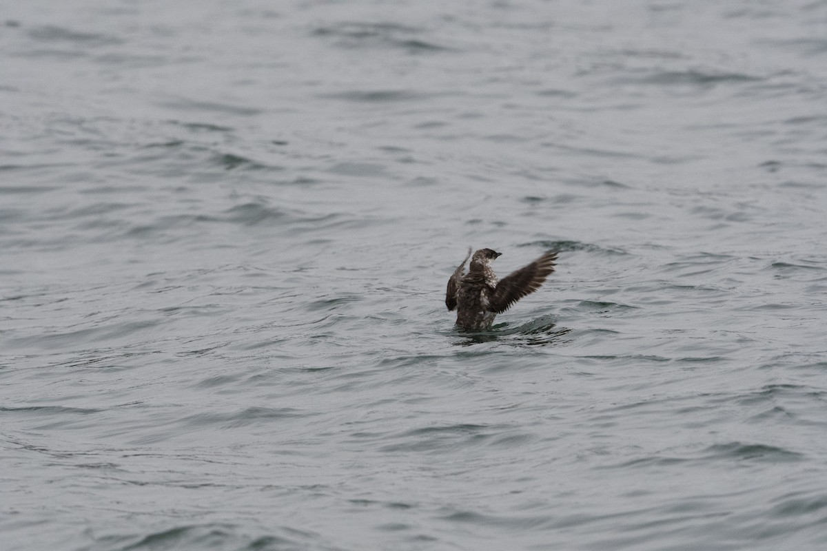 Marbled Murrelet - ML638272320