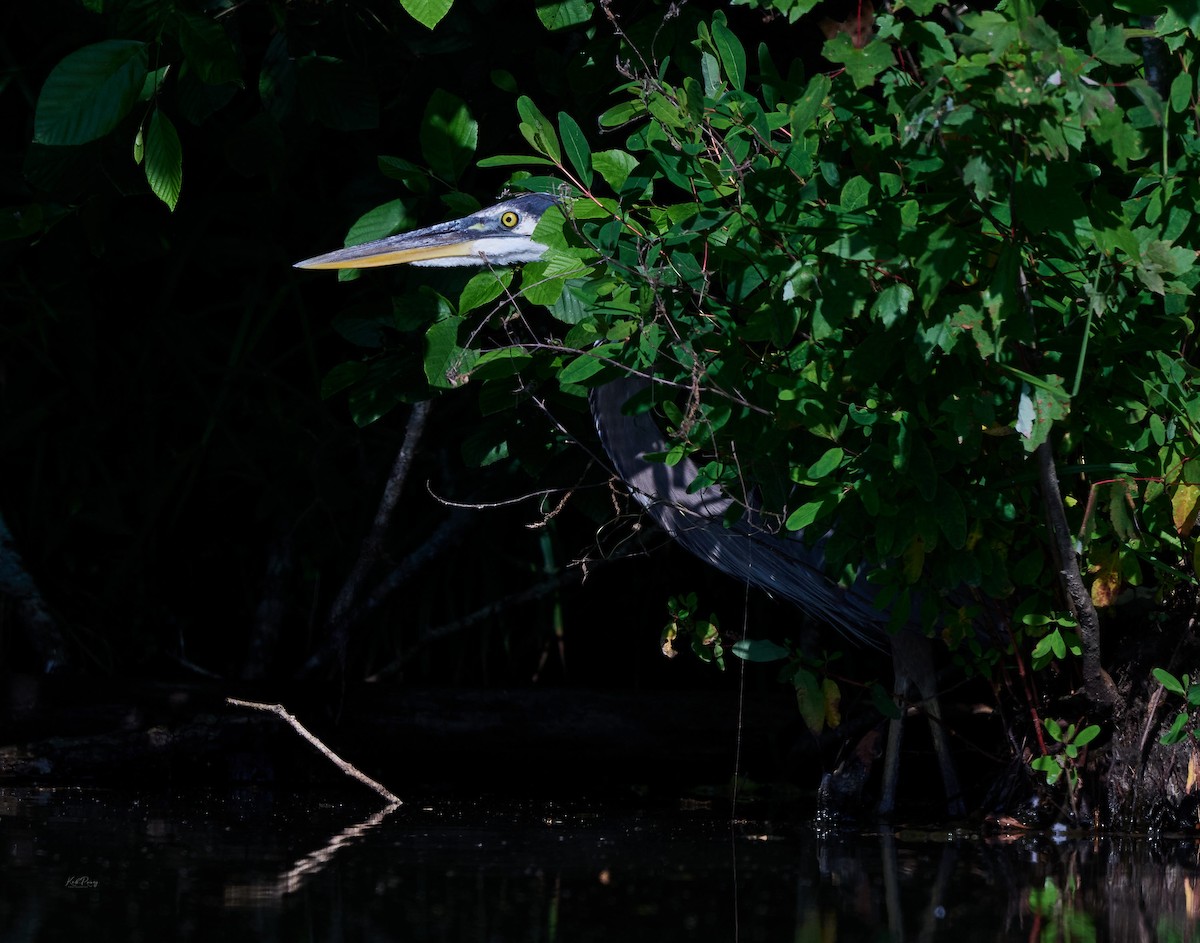 Great Blue Heron - ML638272321