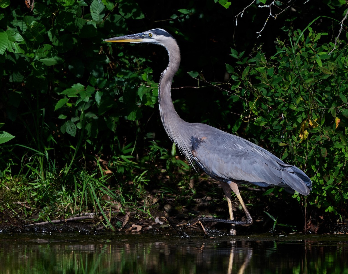 Great Blue Heron - ML638272322