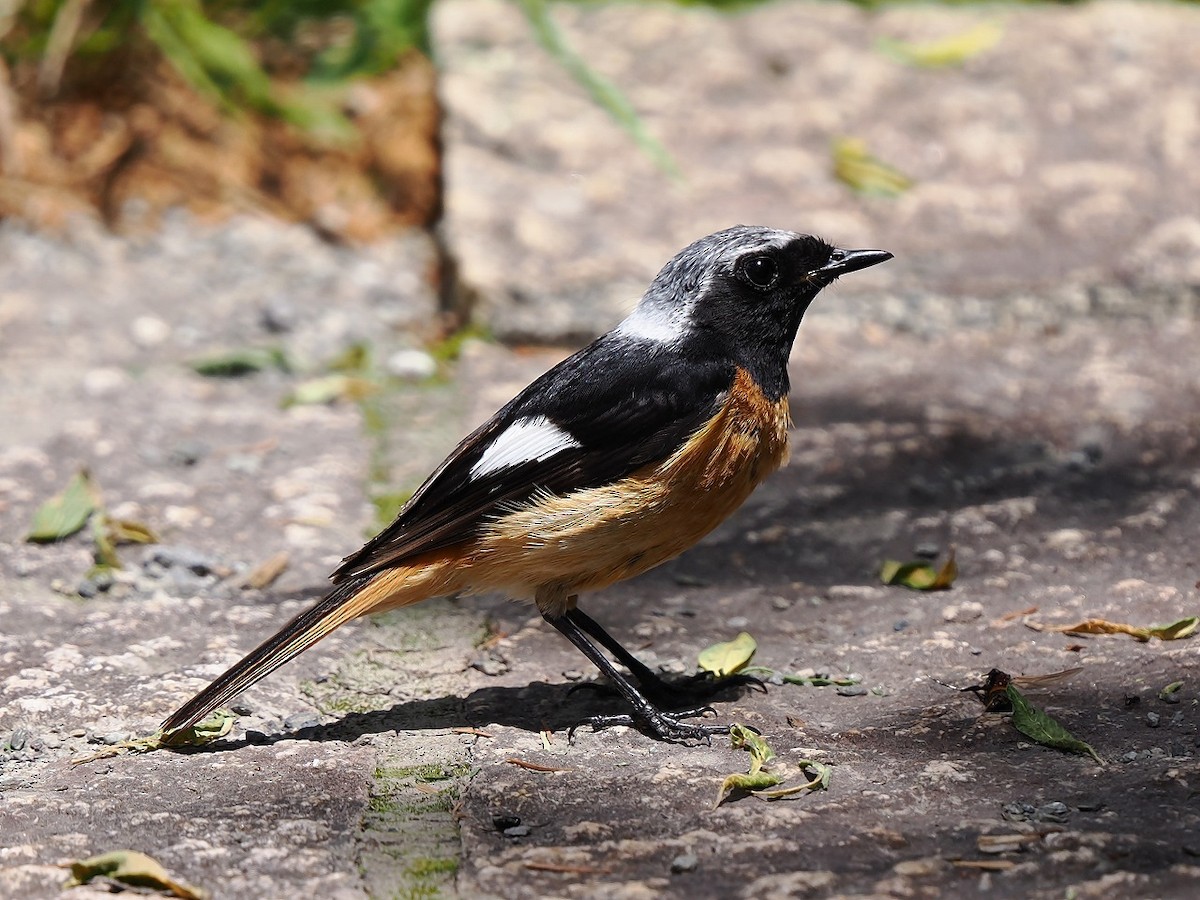 Daurian Redstart - ML638272323