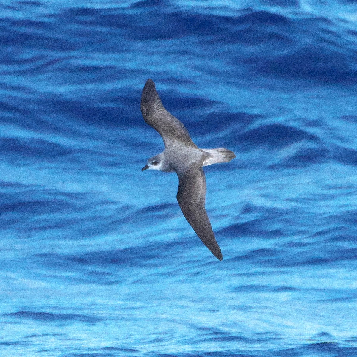Black-winged Petrel - ML638272324