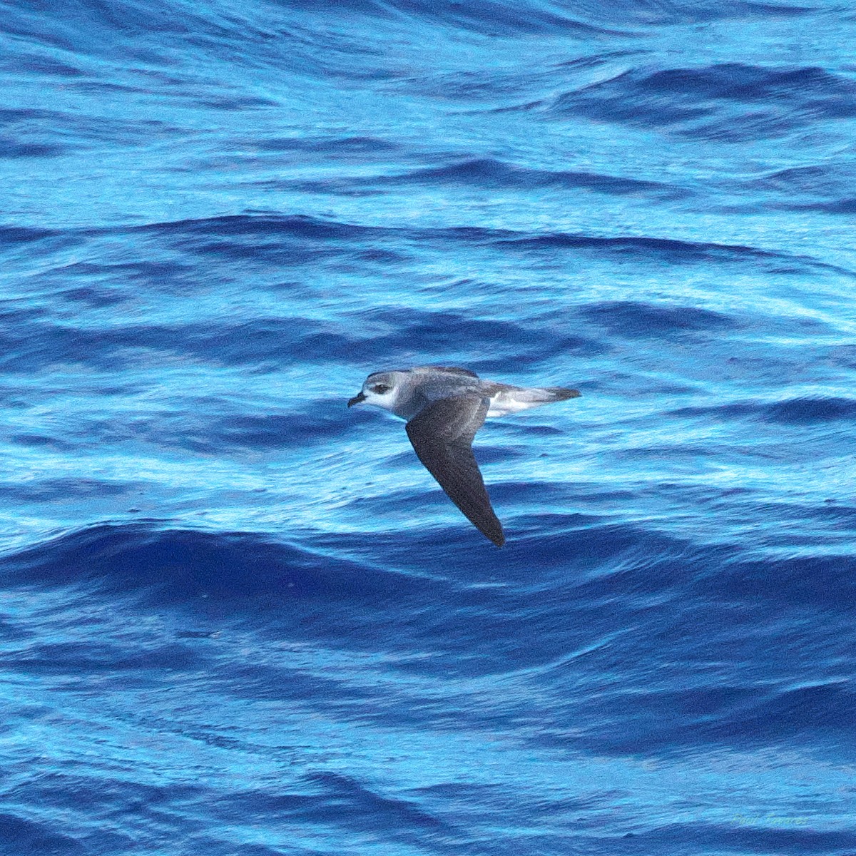 Black-winged Petrel - ML638272325