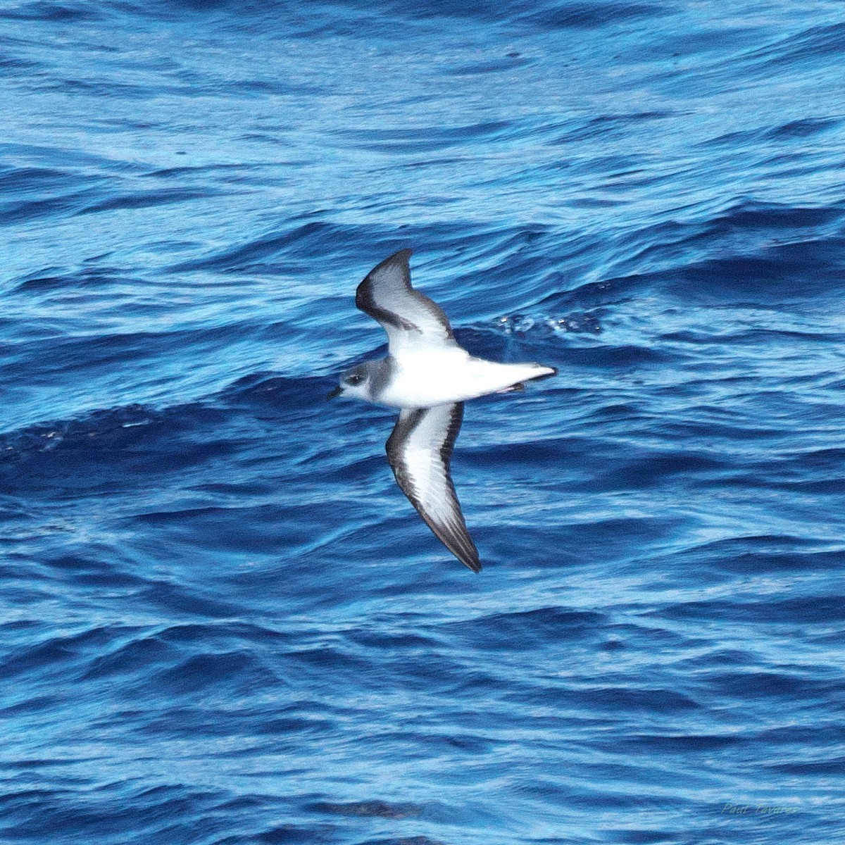 Black-winged Petrel - ML638272326
