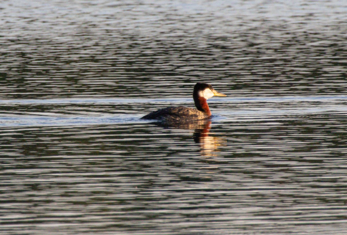 Red-necked Grebe - ML638272329