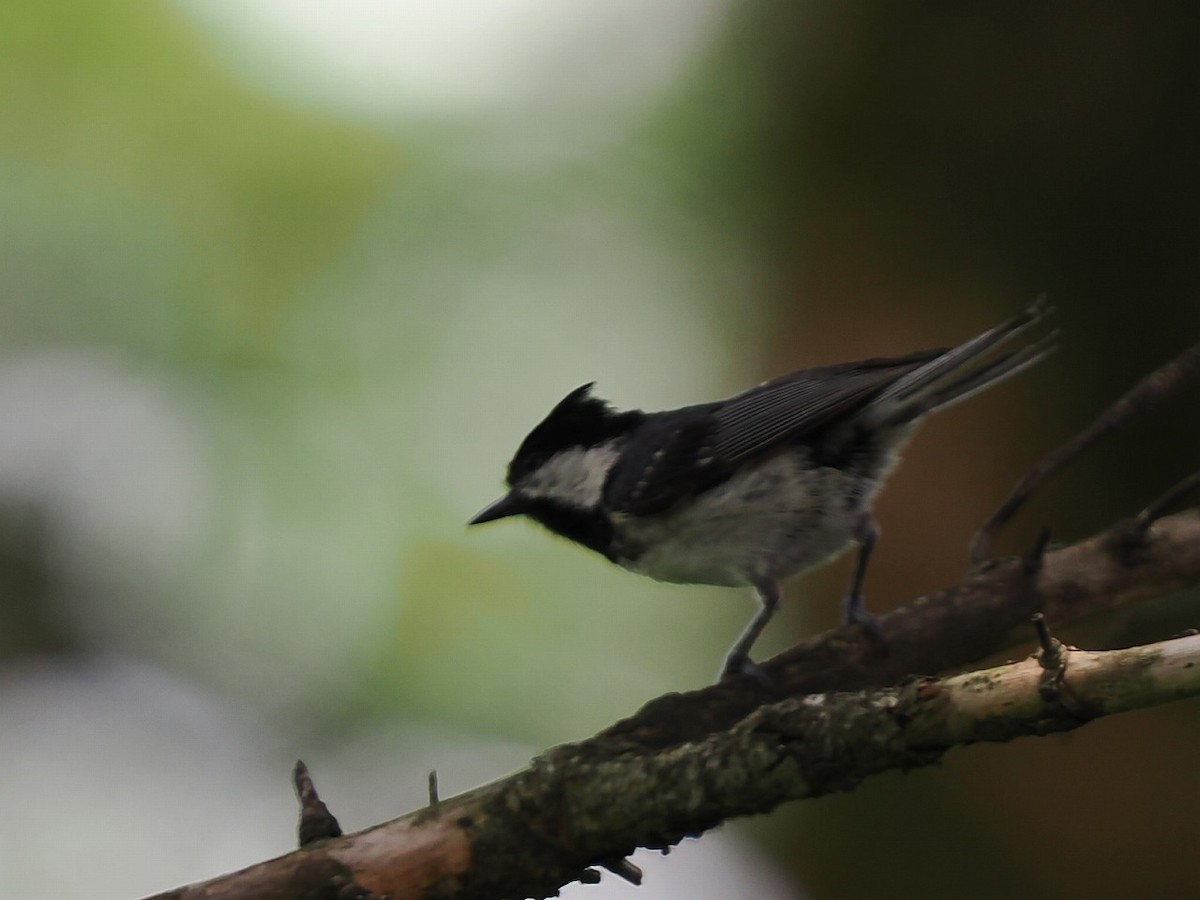 Coal Tit - ML638272335