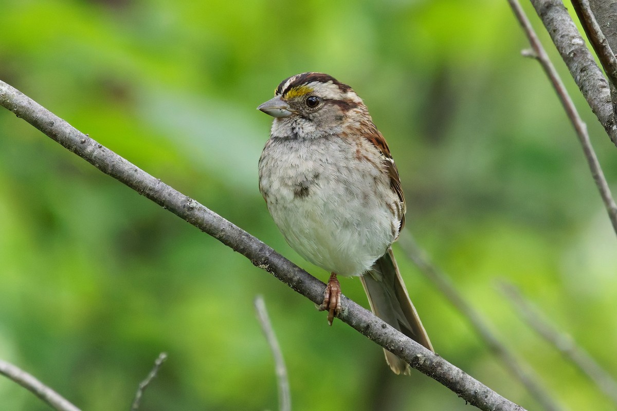 White-throated Sparrow - ML638272354