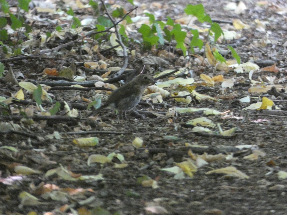 European Robin - ML638272369