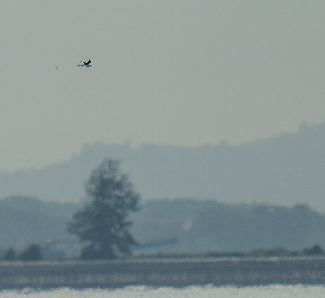 Black-winged Stilt - ML638272372
