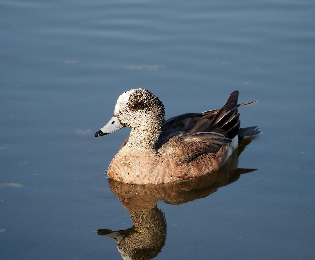 American Wigeon - ML638272378
