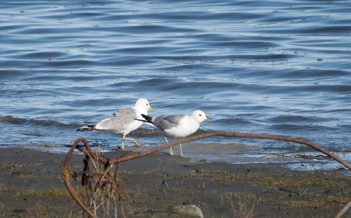 Short-billed Gull - ML638272388