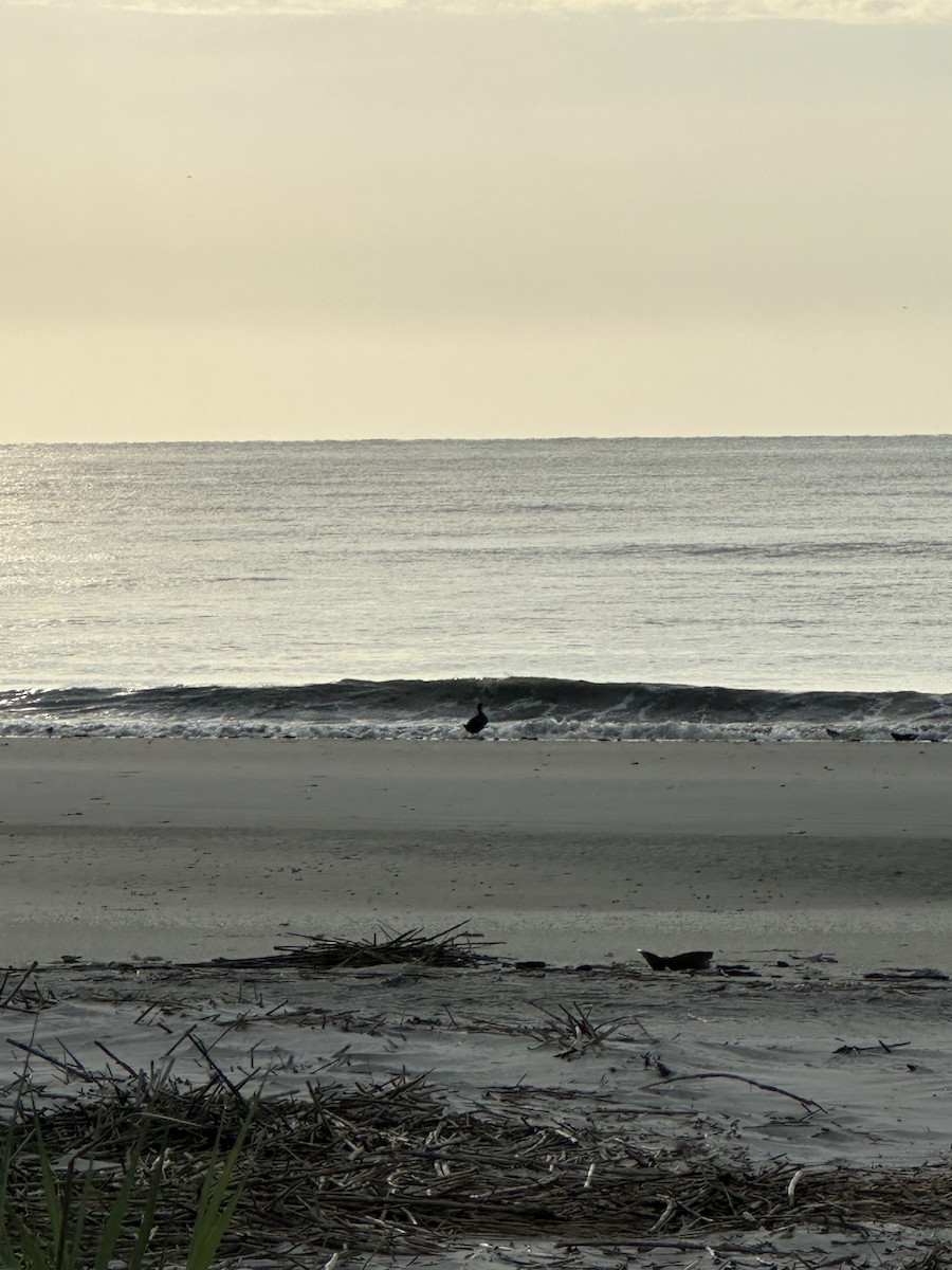Black Scoter - ML638272389