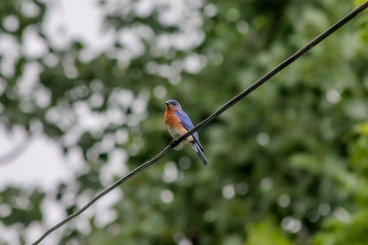 Eastern Bluebird - ML638272397