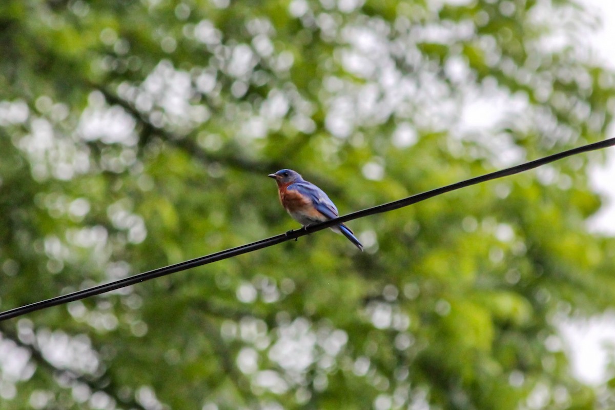 Eastern Bluebird - ML638272398
