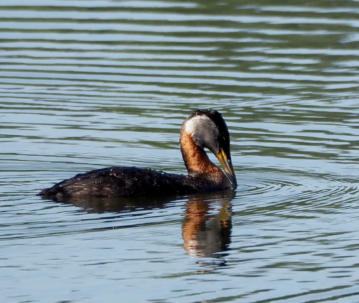 Red-necked Grebe - ML638272399