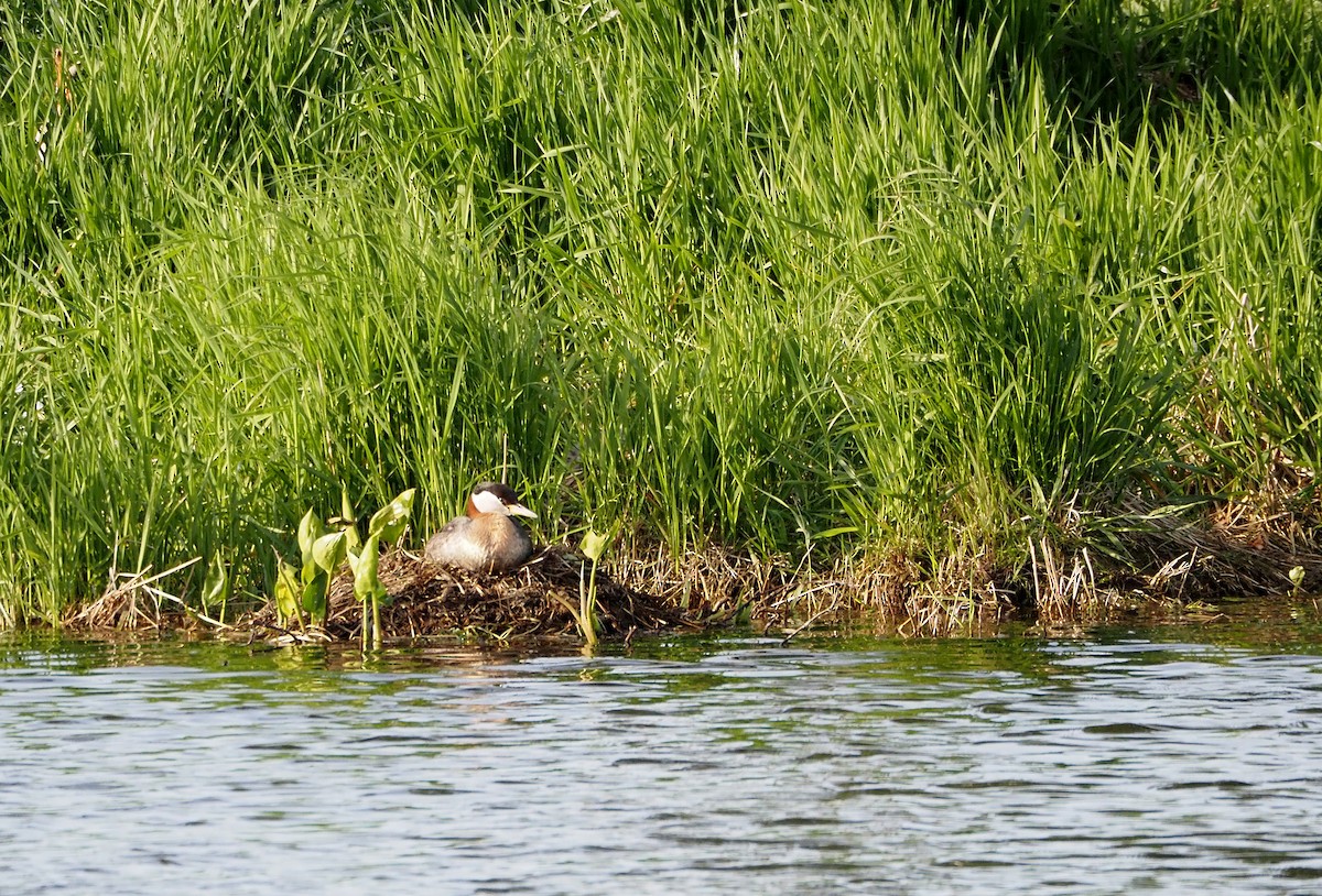 Red-necked Grebe - ML638272400