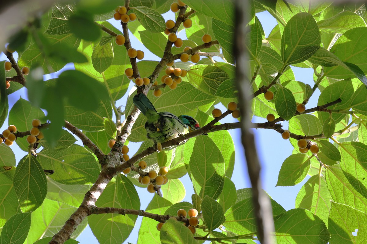 Black-browed Barbet - ML638272416