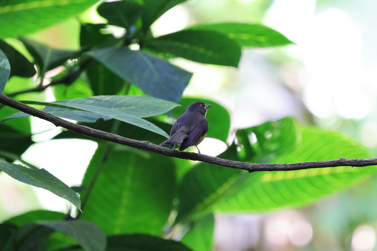 Hill Blue Flycatcher - ML638272430