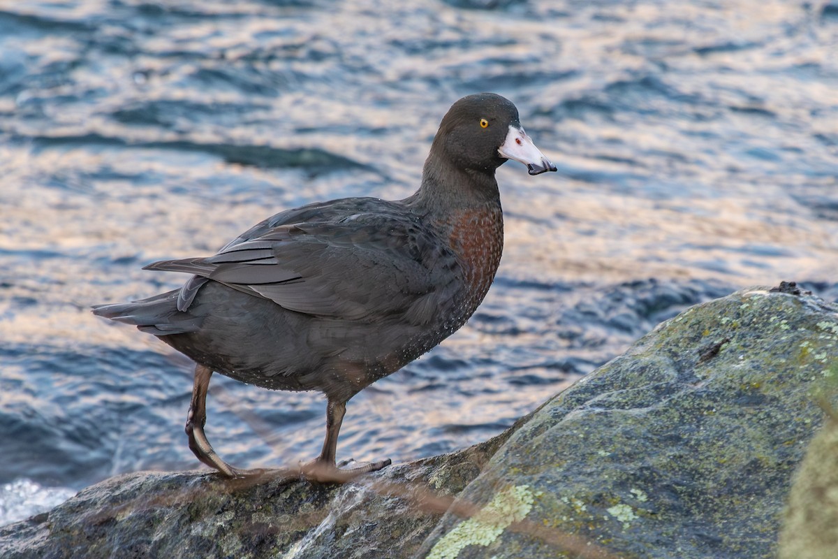 Blue Duck - ML638272431