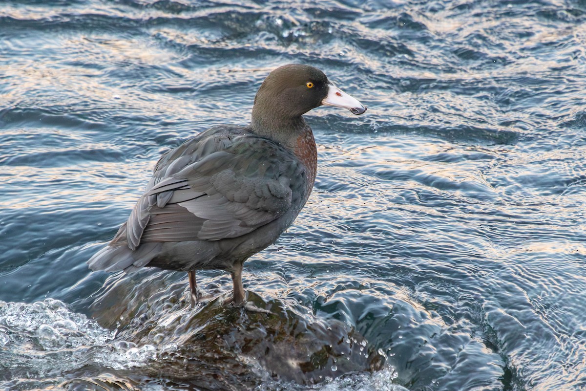 Blue Duck - ML638272432