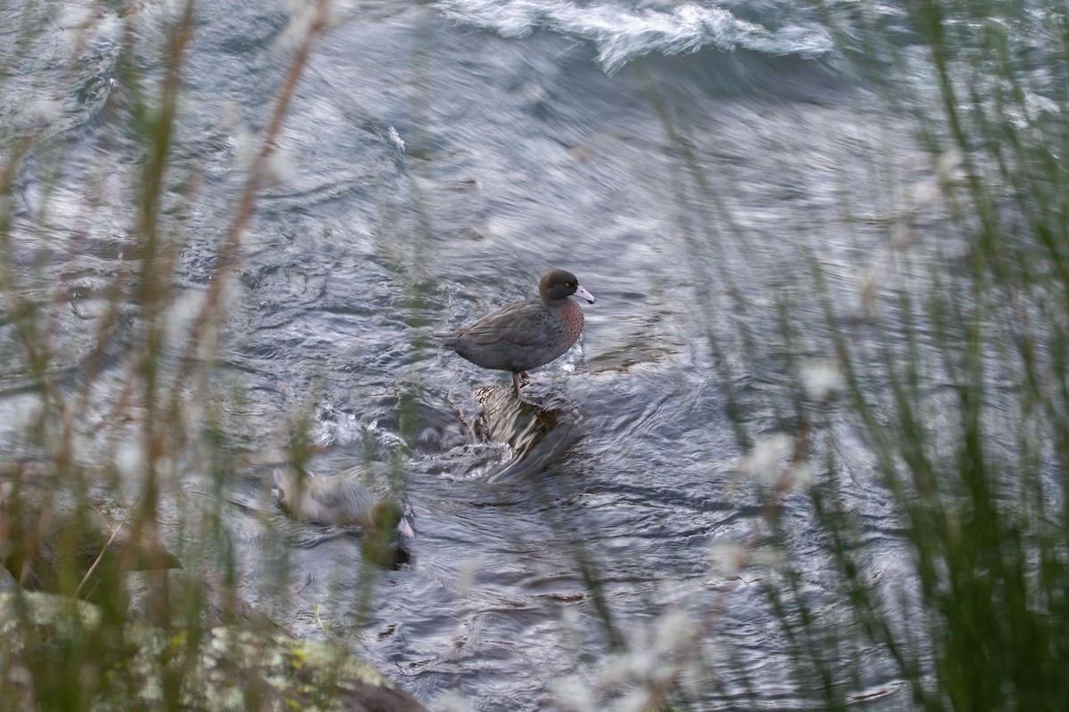 Blue Duck - ML638272433