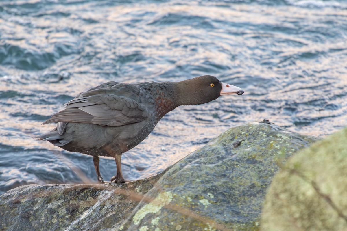 Blue Duck - ML638272434