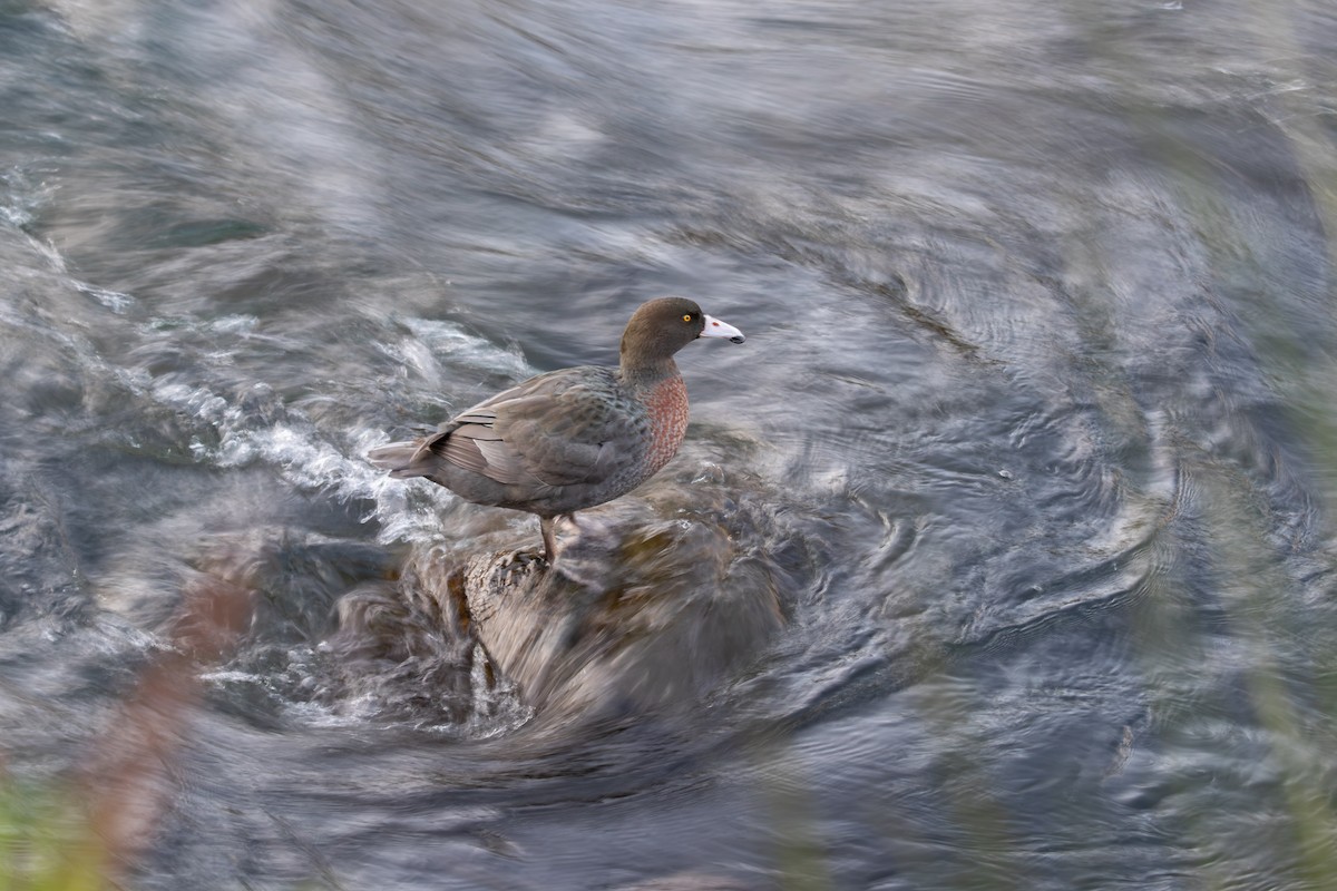 Blue Duck - ML638272436