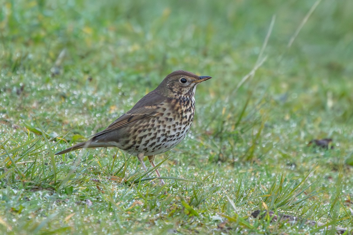 Song Thrush - ML638272439