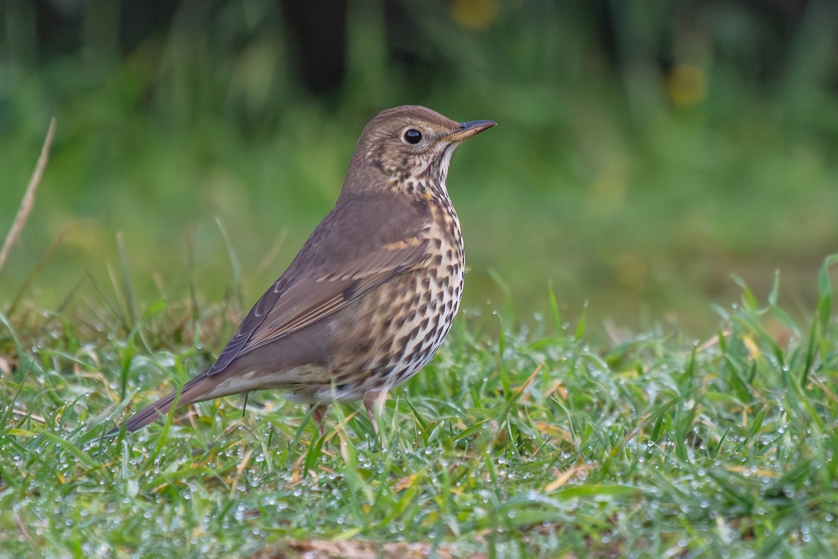 Song Thrush - ML638272440