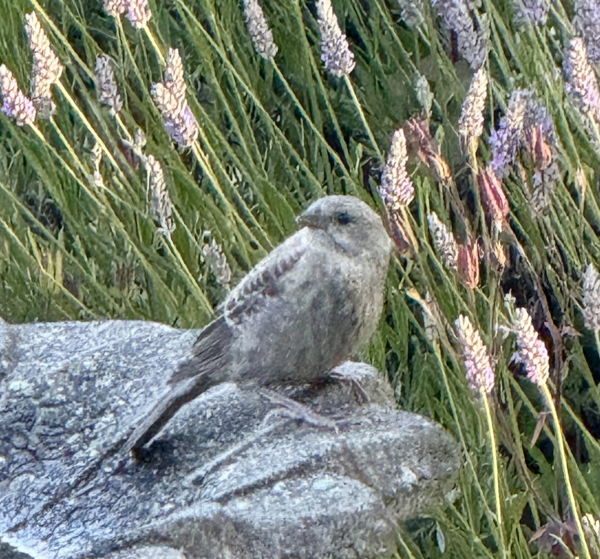 Brown-headed Cowbird - ML638272445