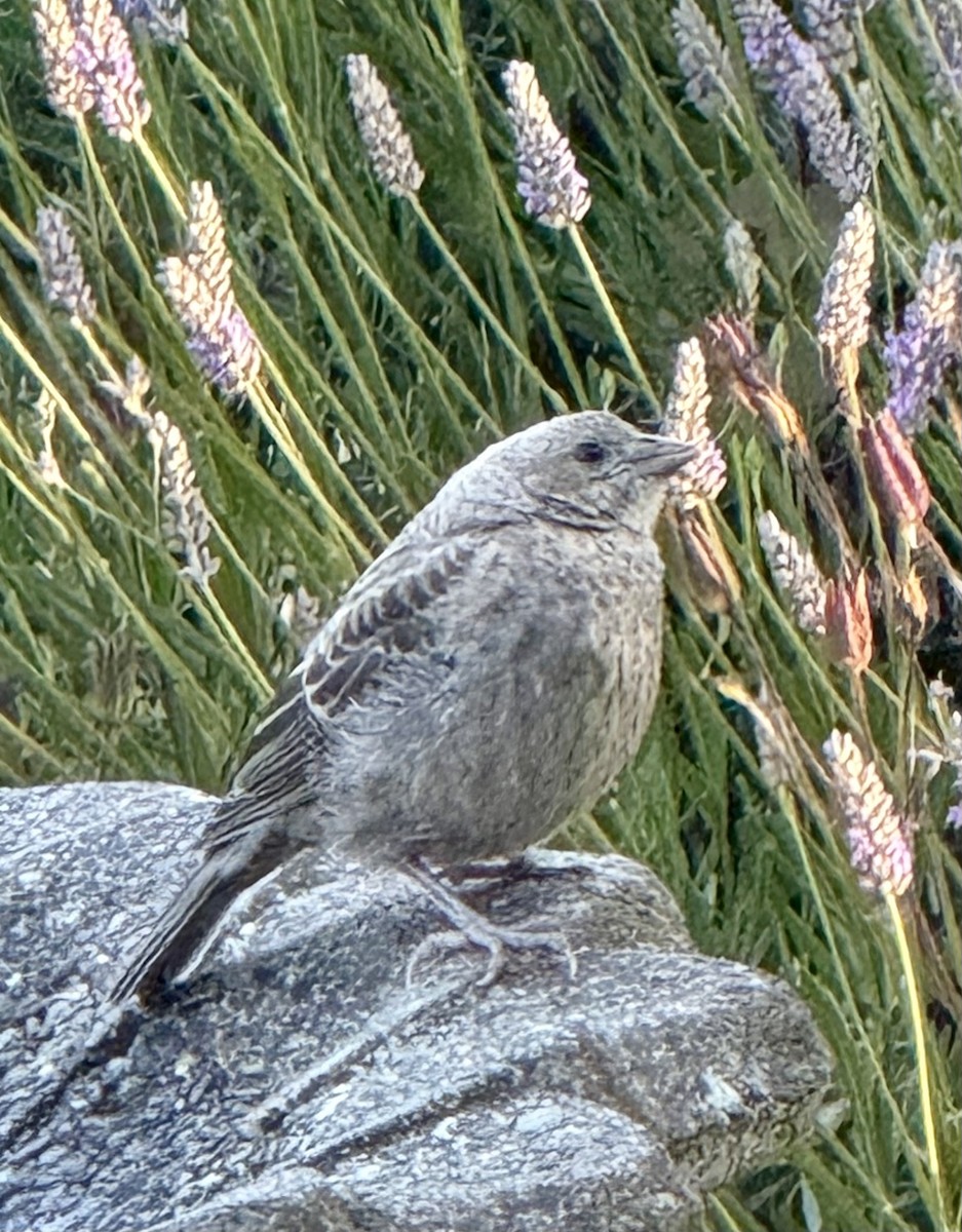 Brown-headed Cowbird - ML638272453