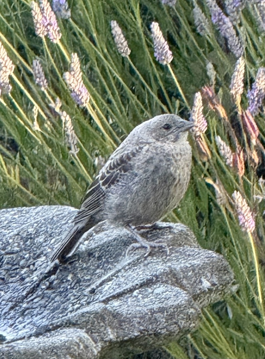 Brown-headed Cowbird - ML638272455