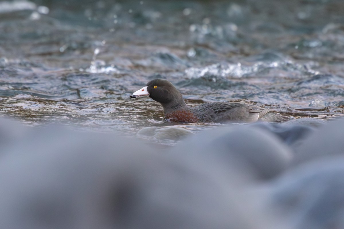 Blue Duck - ML638272457