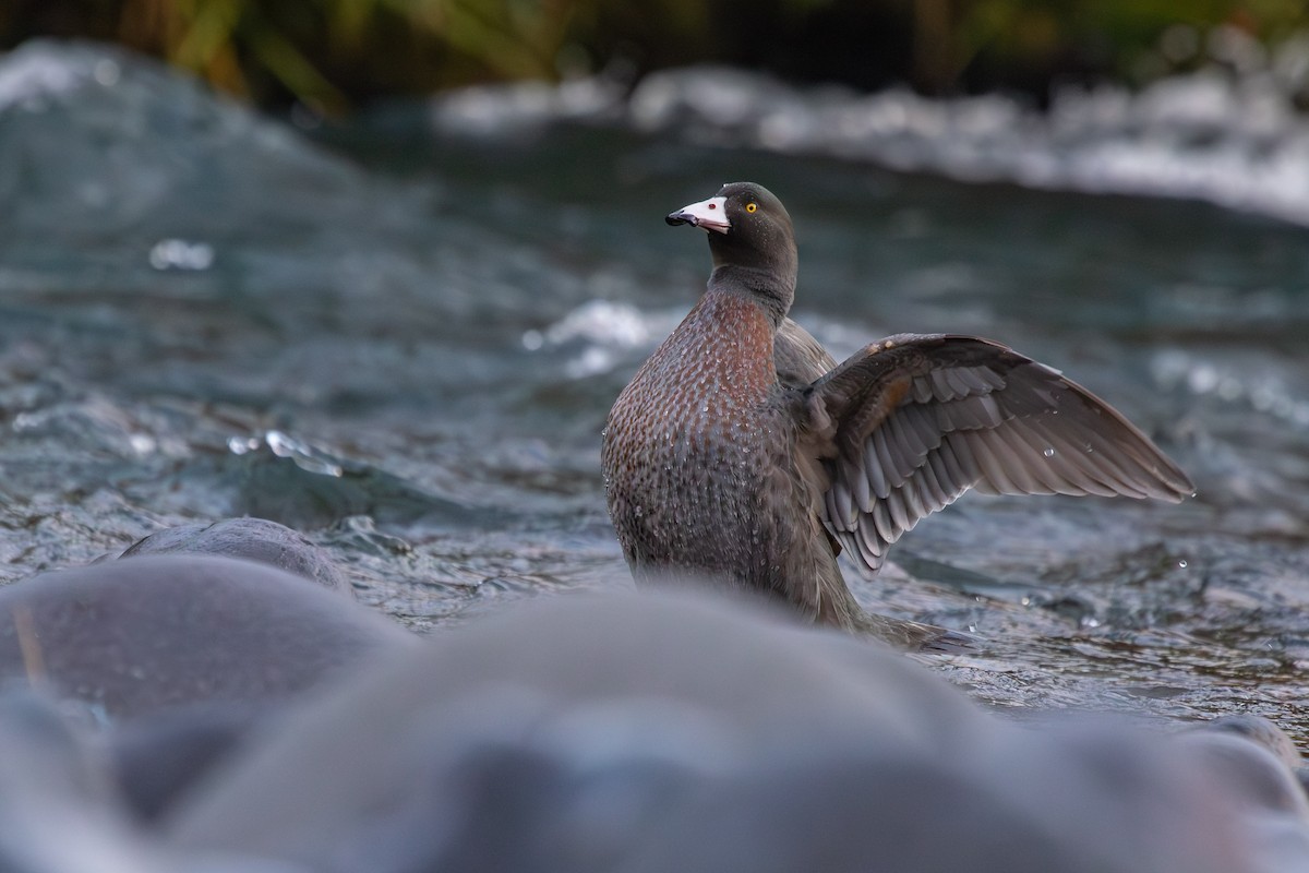 Blue Duck - ML638272458