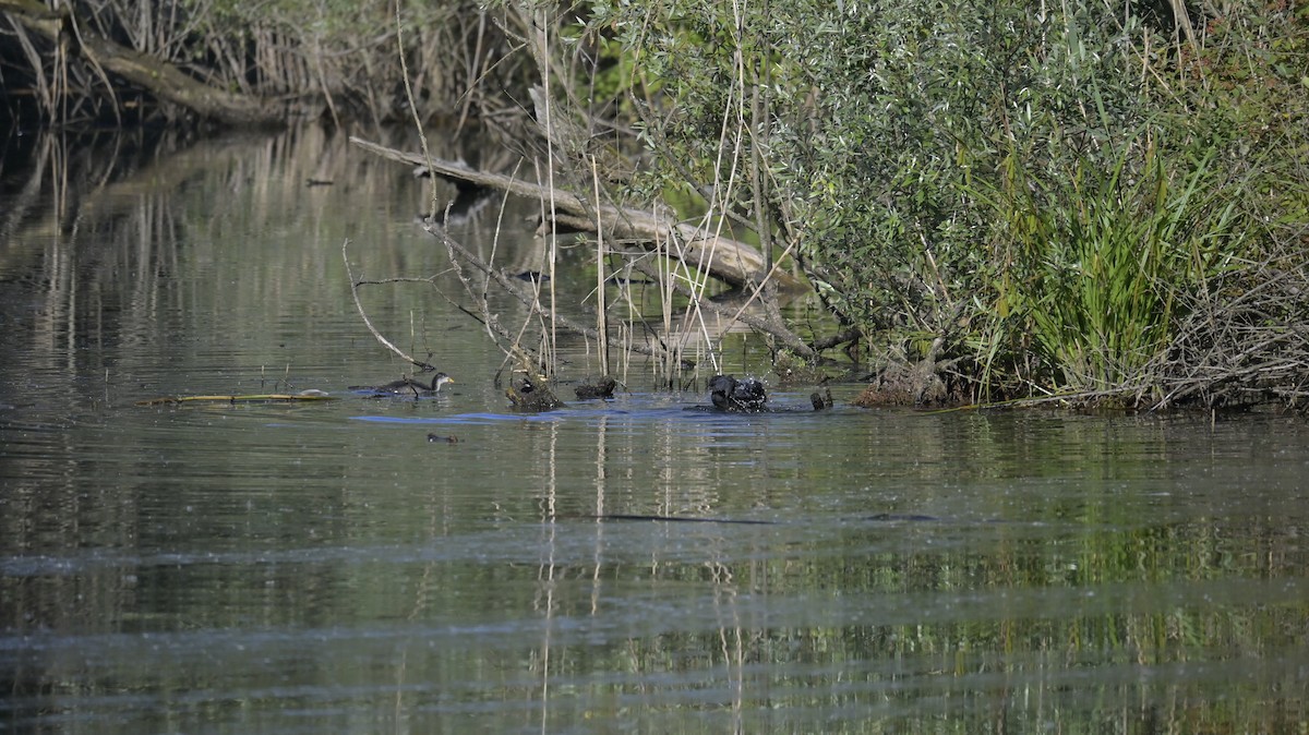 Eurasian Coot - ML638272477