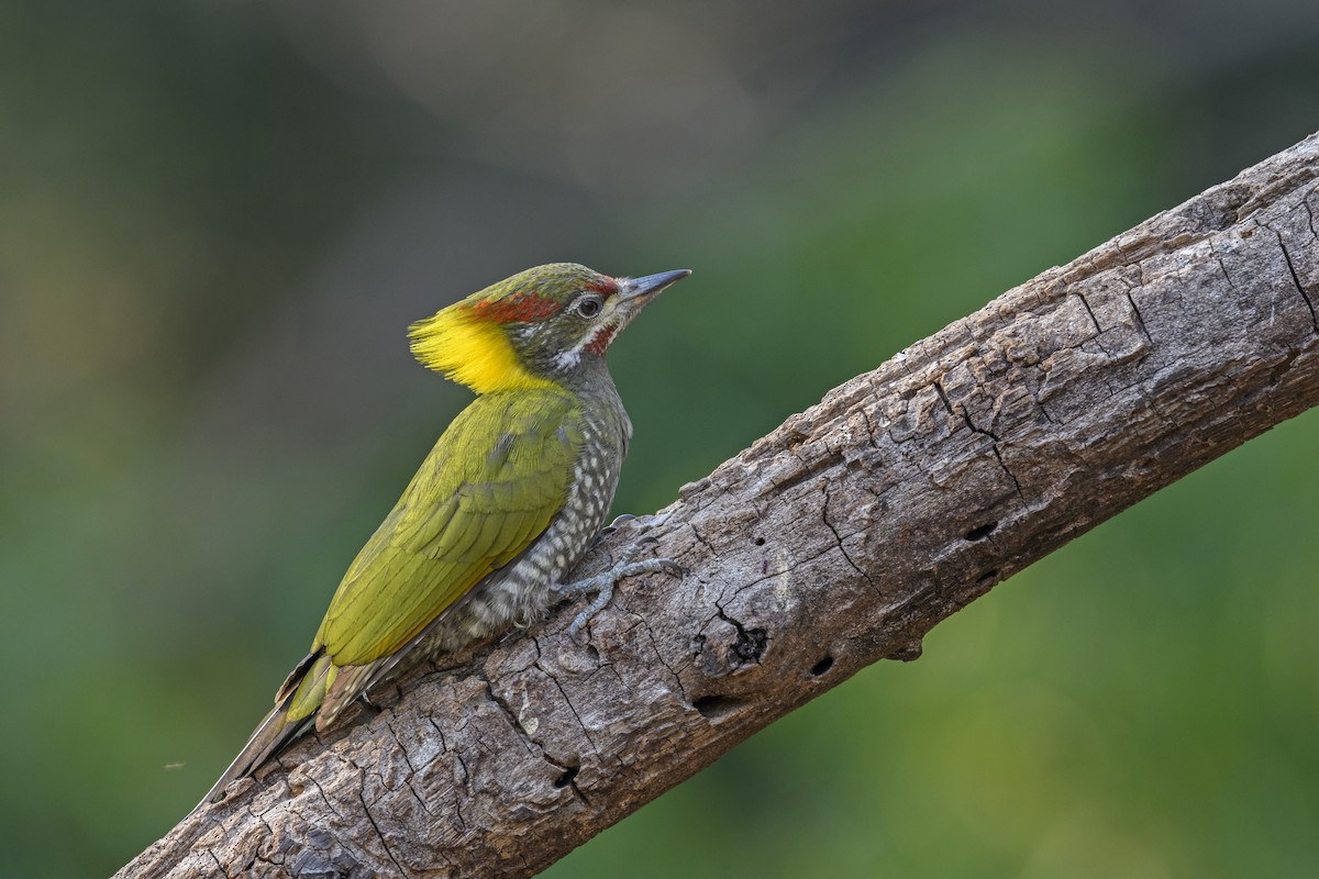 Lesser Yellownape - ML638272485