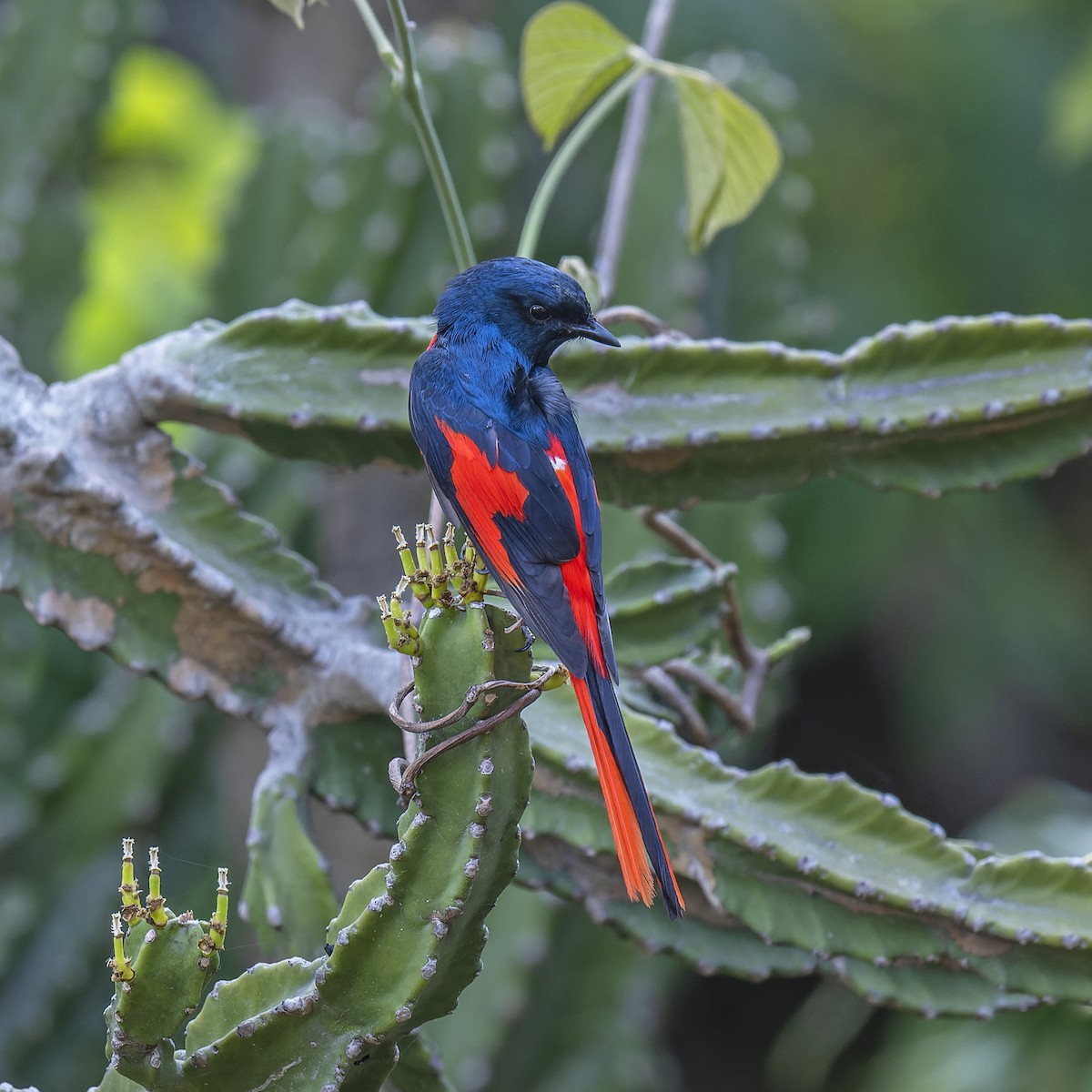 Kırmızı Minivet - ML638272497