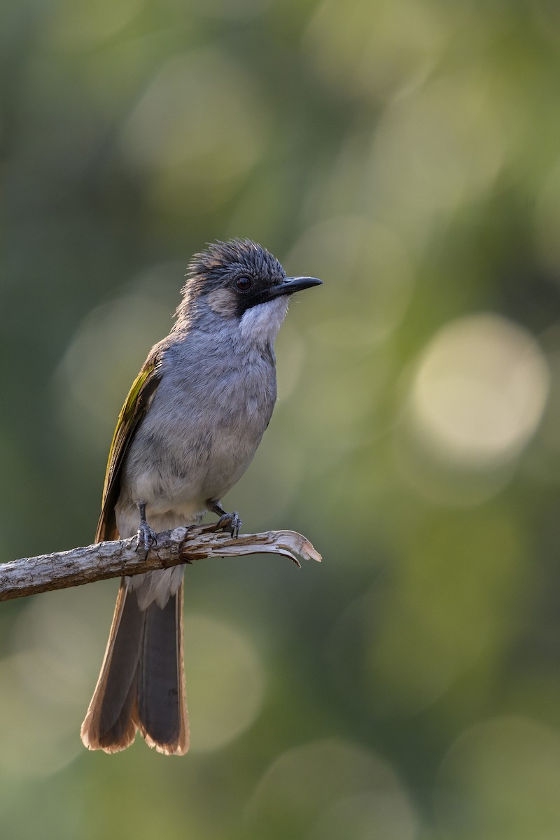 Ashy Bulbul - ML638272506