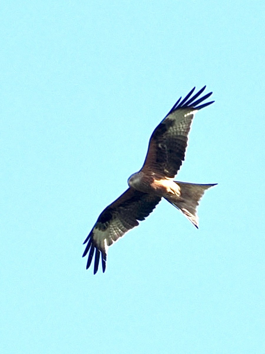 Red Kite - ML638272525