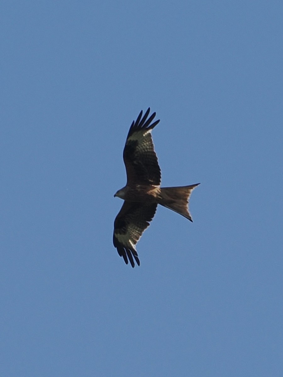 Red Kite - ML638272526