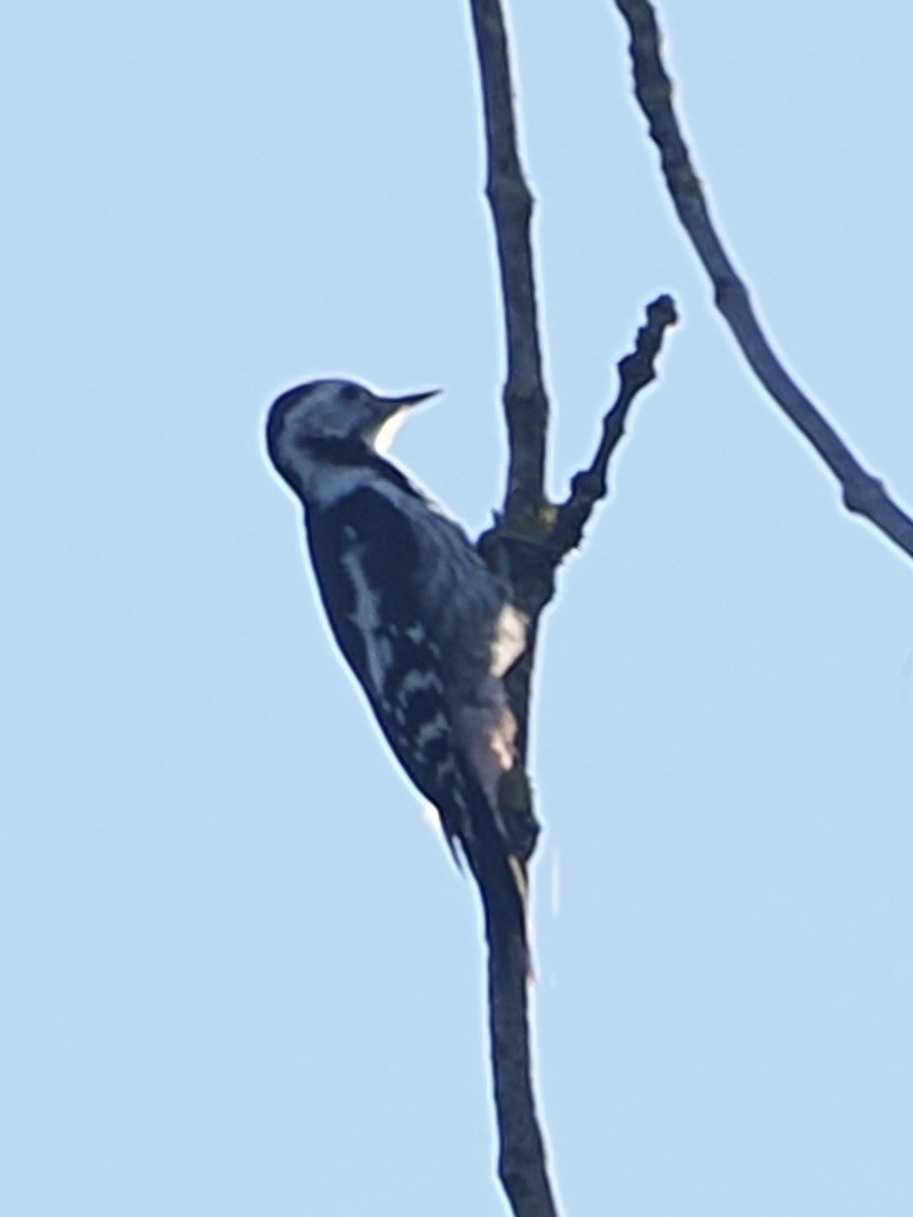 Middle Spotted Woodpecker - ML638272536