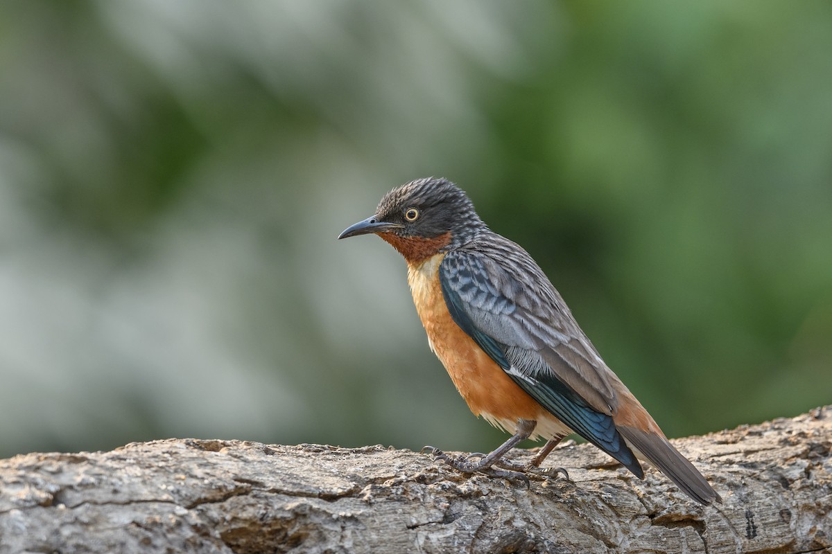 Spot-winged Starling - ML638272539