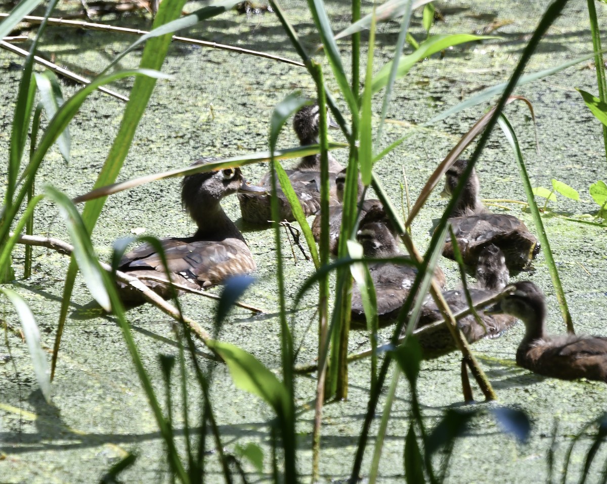Wood Duck - ML638272546