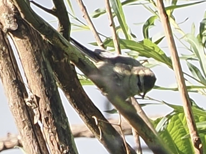 Eurasian Blue Tit - ML638272547
